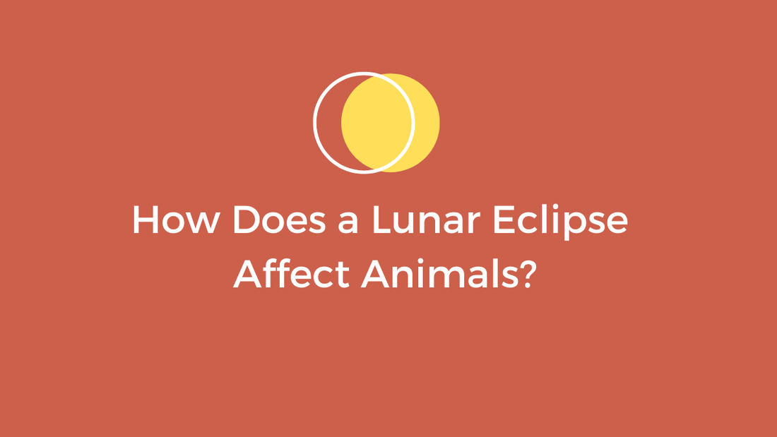 how does a lunar eclipse affect animals