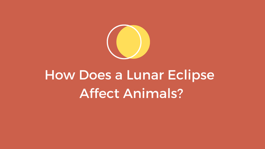 how does a lunar eclipse affect animals